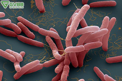 Whitmore - Những điều cần biết về căn bệnh "vi khuẩn ăn thịt người"  